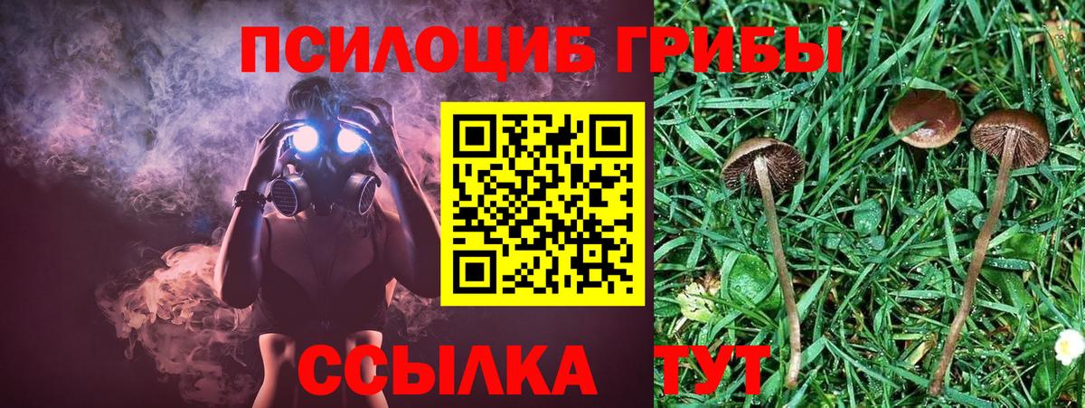 Псилоцибиновые грибы Psilocybe Тихорецк